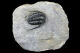Cyphaspis Trilobite - Issoumour, Morocco #160967-1